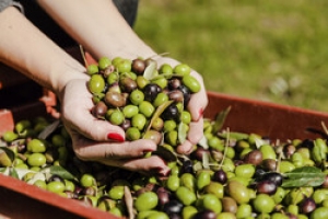Turning olive oil waste into energy to benefit rural economies