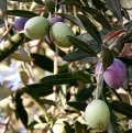 Less water - more healthier olive oil!